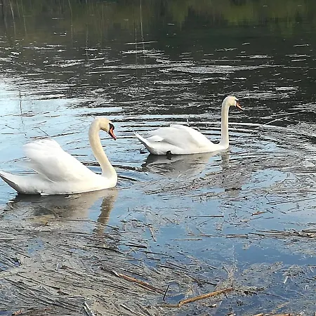 Propriete Bordee D'etangs, Propice A La Detente Feriehus *